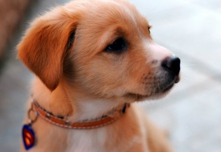 Cute dog - loyal, puppy, dog, animalm, pet, head