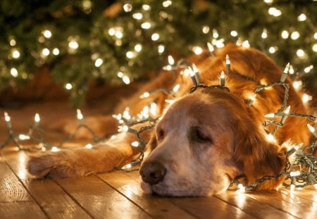 Enjoying the holidays - loyal, light, dog, animal, pet, christmas