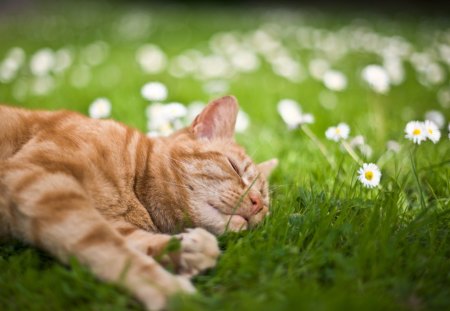 Cat resting in the grass - animal, sleep, kitten, grass, cat