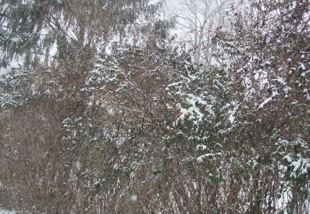 Snow Capped Nature - snow storm, snowy bushes, snowy nature, snowy tree, snow capped nature, snowy trees, blizzard, winter wonderland, snow