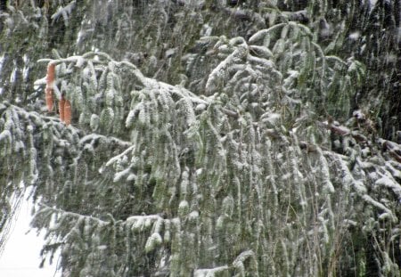 Snowy Green - blizzard, winter wonderland, snow storm, snowy nature, snowy green, snowy bushes, snow, snowy tree, snowy trees