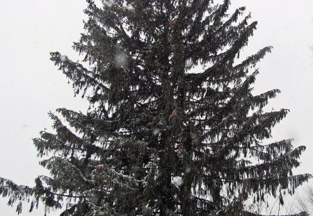 Winter Tree - snowy tree, snow, winter wonderland, winter tree, snowy trees, snowy nature, snowy bushes, blizzard, snow storm