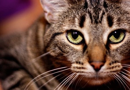 A penetrating gaze... - pet paws, penetrating gaze, feline, eyes, green eyes, cat, animals