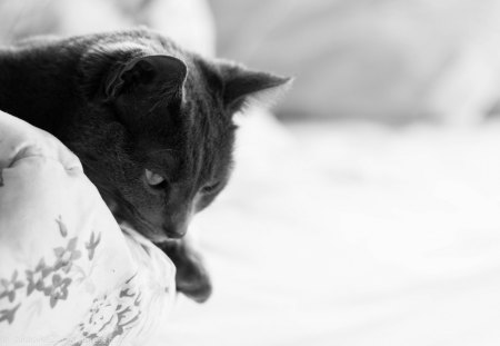 Nostalgic... - white, animals, blanket, black, nostalgic, cat, pet paws, state of nostalgia