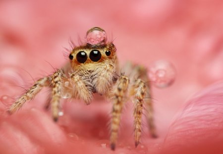 Thirsty - spider, nature, water drops, beautiful, drops, eyes, petals, pink