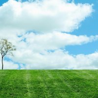 Lonely tree in a field