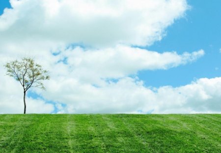 Lonely tree in a field - field, sky, tree, lonely