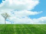 Lonely tree in a field