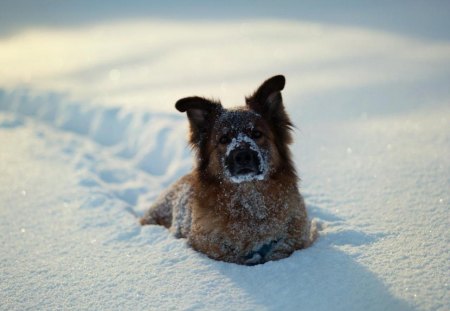 Funny dog in the snow - ice, funny, dog, snow