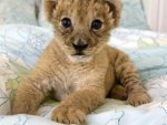 Lion cub in bed