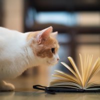 Cat and notebook