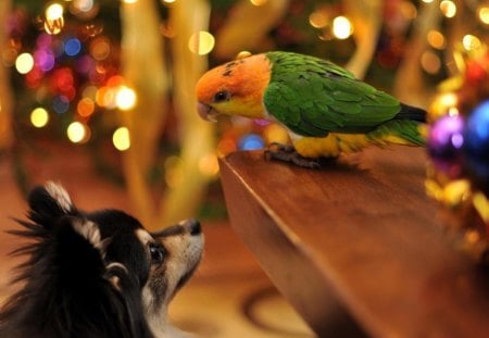 Dog and parrot - lights, birds, parrot, dog