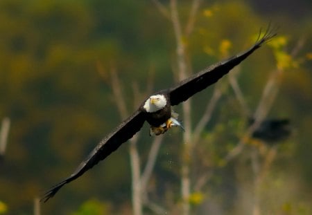 Flying eagle - flying, eagle, tree, wings