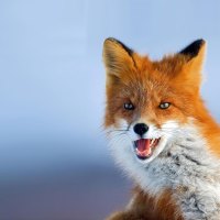 angry fox