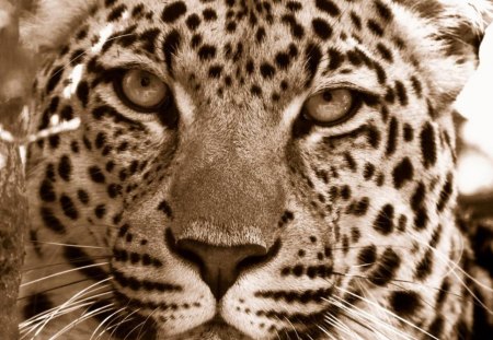 Big leopard - leopard, cats, big, wild