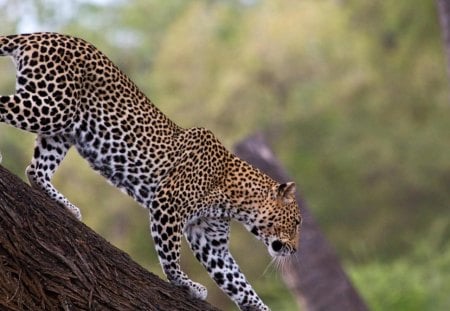 African Leopard, Samburu National Reserve, Kenya - samburu, leopard, kenya, african