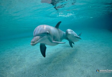 Dolphin - animal, water, cub, beautiful, mammal