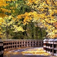 Autumn forest and the road