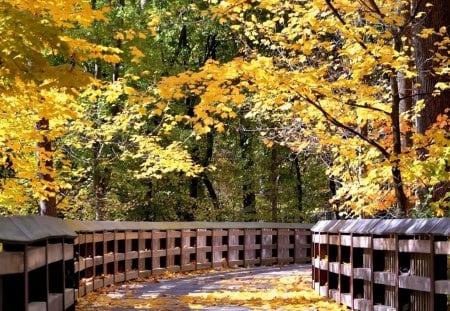 Autumn forest and the road - tree, forest, road, autumn