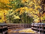 Autumn forest and the road