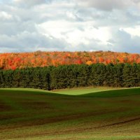 Deciduous and coniferous forest in autumn