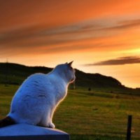 Cat watching the sunset