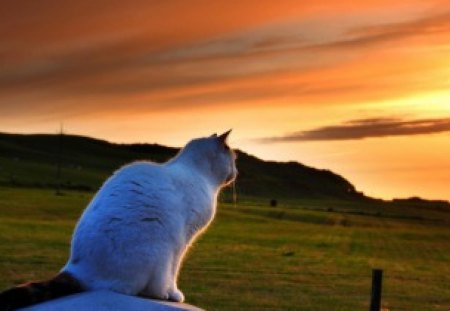 Cat watching the sunset - watching, cat, fields, sunset