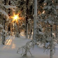 áƒ¦.Rays of Light at Snow Trees.áƒ¦