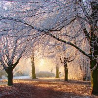 áƒ¦.Splendor of Snow Trees.áƒ¦