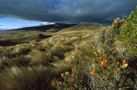 landscape - hill, landscape, grss, mountain