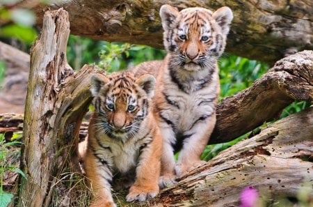 Tiger - animal, cub, tiger, stripes