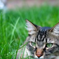 Cat in the grass