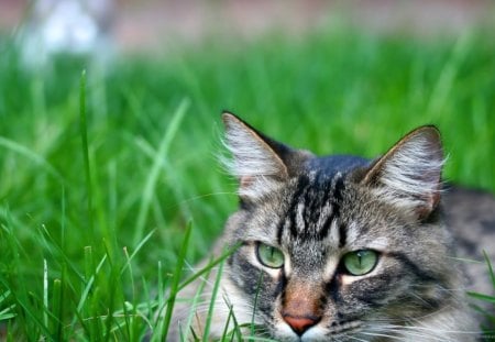 Cat in the grass - cat, feline, tall, green, grass