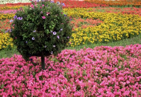 Flowers everywhere - colorful, everywhere, tree, flowers