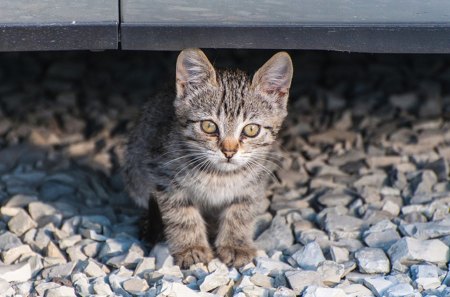 Cat - hat, pretty, cat face, beautiful, beauty, lovely, paws, sweet, cat, kitten, cute, cats, face, animals, kitty