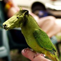 Funny Horse-Parrot