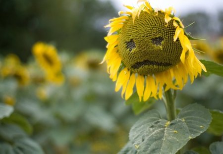 Sad Sunflower - sunflower, sad, funny, nice, cool, laugh