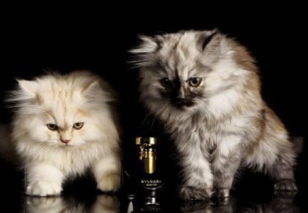 Bulgari Baby Kittens - bulgari, kittens, cats, baby, animals