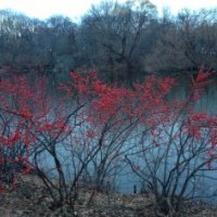 Winterberry Central Park