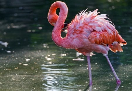 Flamingo - rose, oiseau, eau, plume