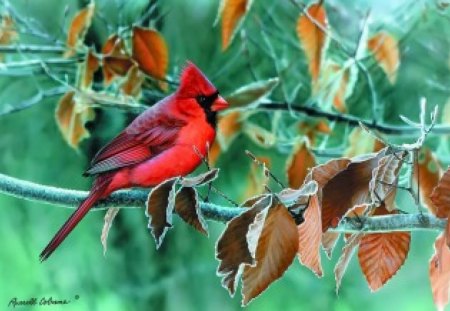 Cardinal on branch - red, forest, cute, greenery, bird, beautiful, sweet, leaves, branches, nice, cardinal, lovely, tree