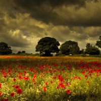 Poppy field