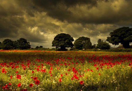 Poppy field - beautiful, grass, field, poppy, nature, red, meadow, pretty, beauty, flowers, delight, fragrance, sky, nice, clouds, scent, lovely, trees, cloudy