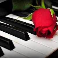 A rose on the piano keys