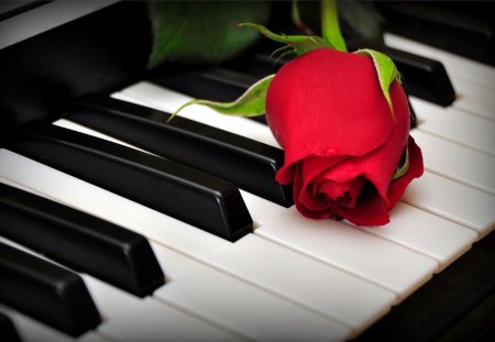 A rose on the piano keys