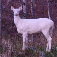 White Deer