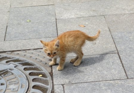 Homeless Kittie - alone, kittie, homeless, ginger