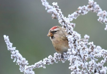 Redpoll - redpoll, bird, branch, finch