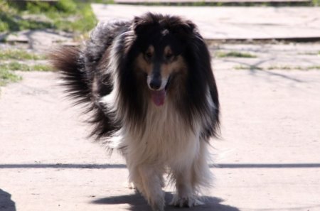 Lovely Collie - black, dog, collie, walking