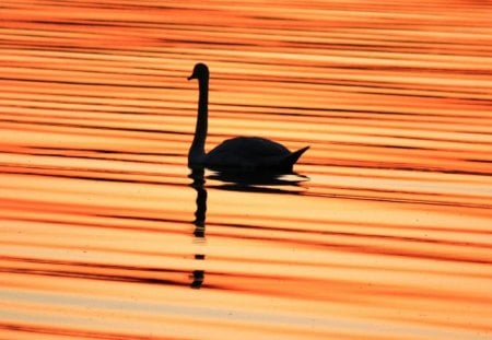 Bird swimming at sunset